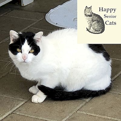 SHANTY – Patentier – Happy Senior Cat