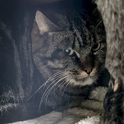 BELMONDO – Findeltier – Patentier – Tierheimkatze