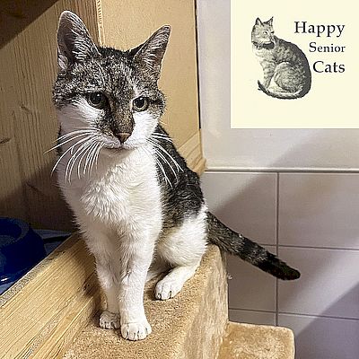 EL PASO – Happy Senior Cat – Tierheimkatze auf einem Pflegeplatz