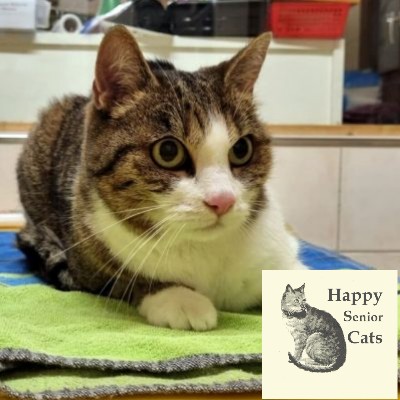 TIFFANY – Wohnungskatze – Happy Senior Cat- Tierheimkatze auf Pflegestelle