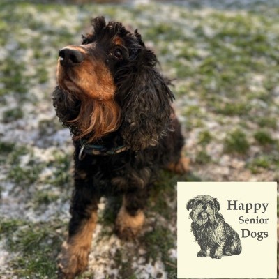 BENJI – Happy Senior Dog – Patentier