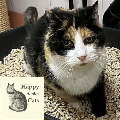 STIEFELI – Patentier – Happy Senior Cat – leider verstorben