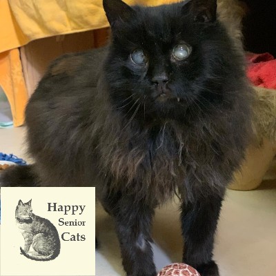 TOMI – Happy Senior Cat / Patentier – Wohnungskatze – Pflegeplatz gesucht