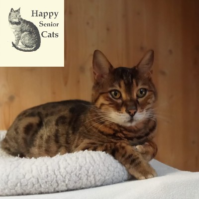SHADOW – Happy Senior Cat